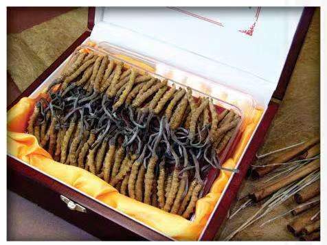 儋州冬虫夏草回收